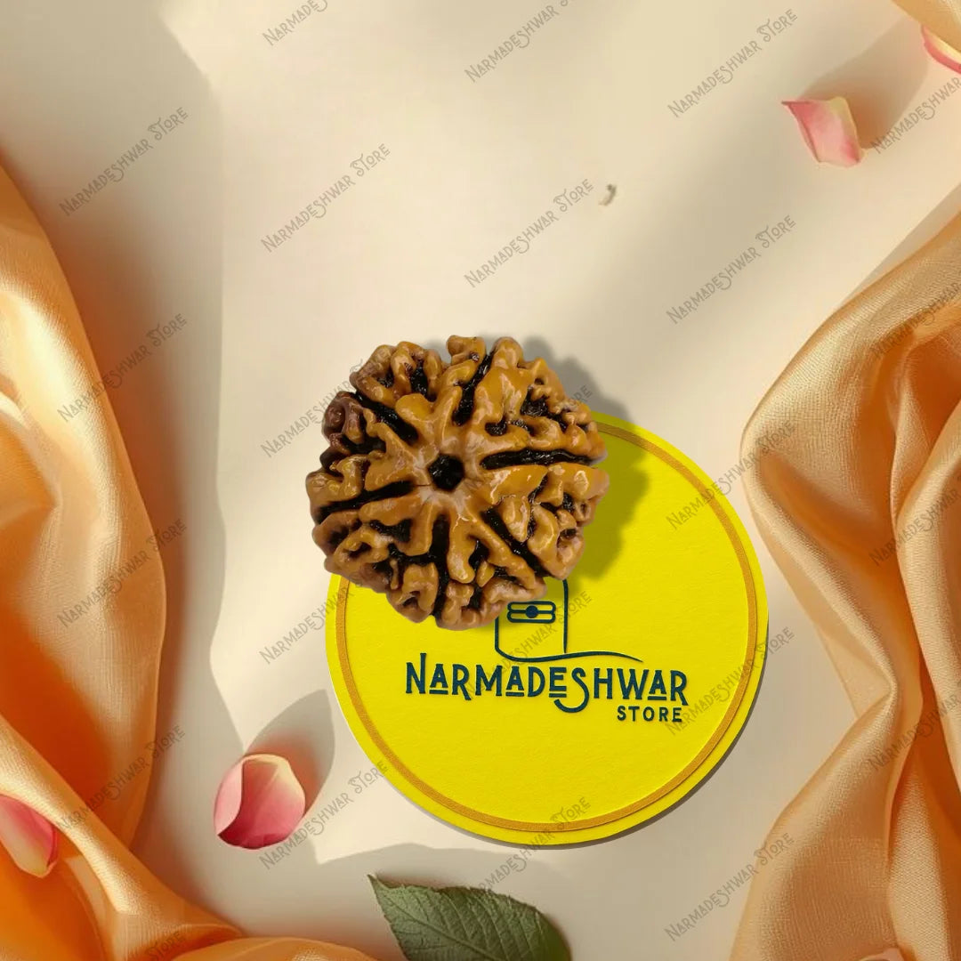 6 मुखी रुद्राक्ष – वैदिक विधि द्वारा अभिमंत्रित