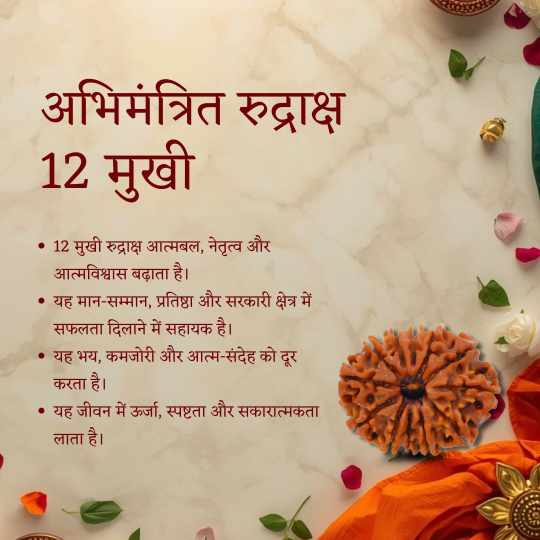 Certified 12 Mukhi Rudraksha natural bead close view with benefits 