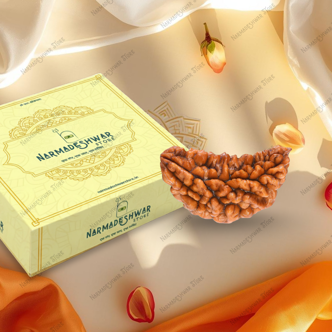 Certified 1 Mukhi Rudraksha Nepali with authenticity certificate