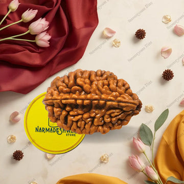 Original 2 Mukhi Rudraksha natural 2 face Nepali bead Vedic energized close up