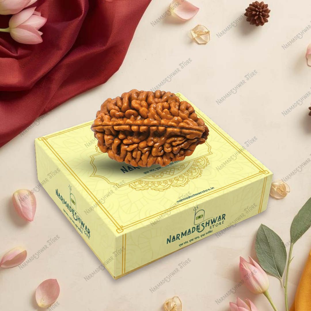 Certified 2 Mukhi Rudraksha Nepali bead with authenticity certificate and box