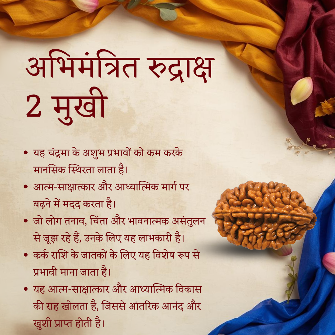 2 Mukhi Rudraksha benefits Vedic energized Ardhanarishwar Rudraksha details