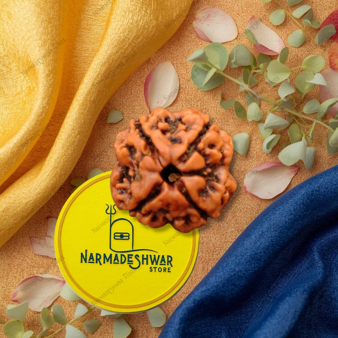 Original 4 Mukhi Rudraksha natural 4 face Brahma bead close up Vedic energized