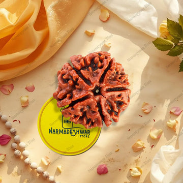 Original 5 Mukhi Rudraksha natural Kalagni Rudra bead close up