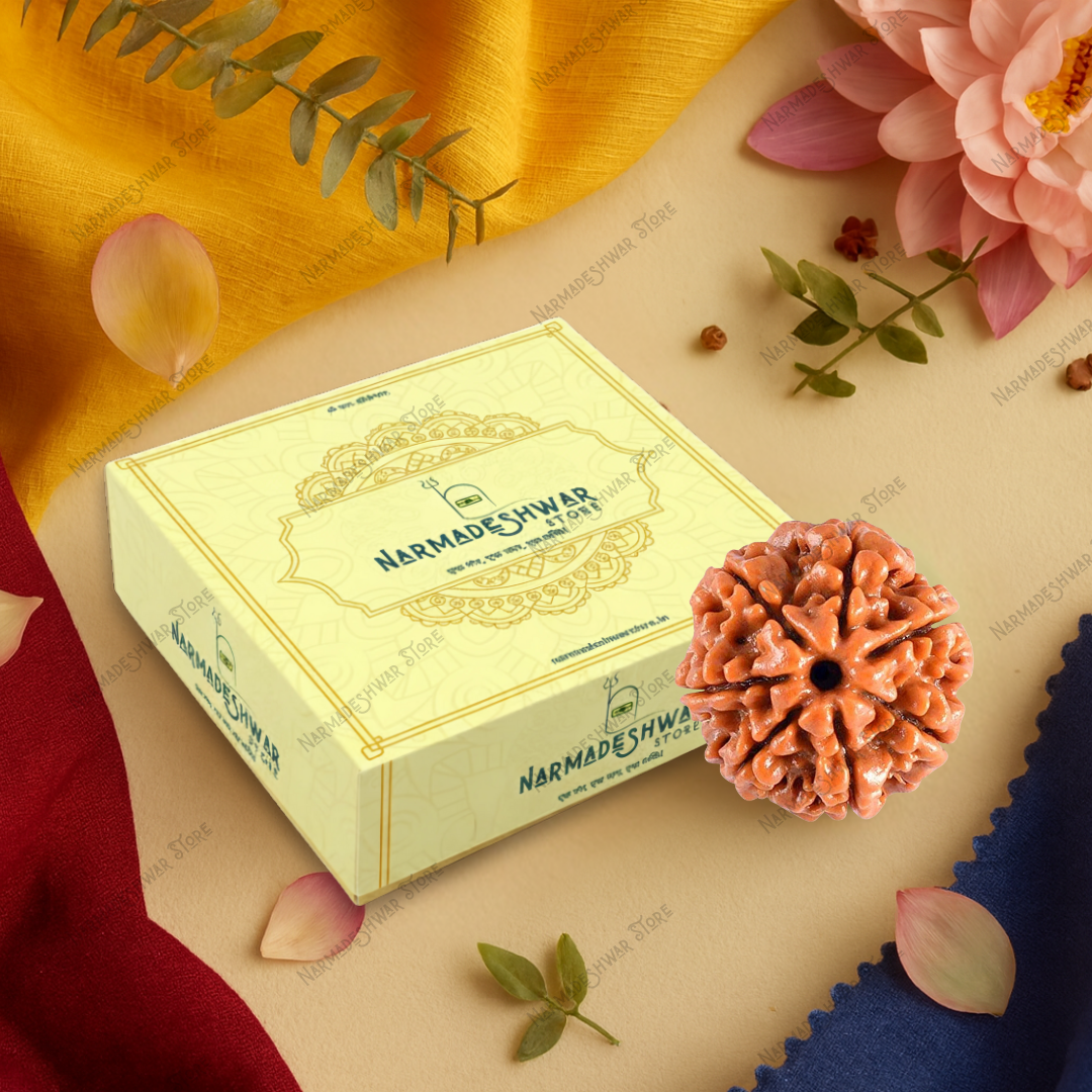 Narmadeeshwar box with a rudraksha on a decorative background certified 7 mukhi rudraksha with lab certificate authentic bead